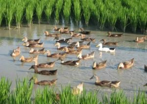 稻田养鸭采用机插的方式对鸭子有影响吗？