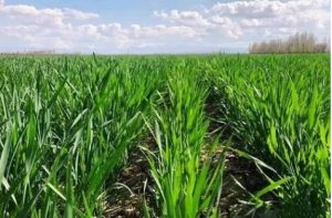 小麦打芸苔素磷酸二氢钾，小麦磷酸二氢钾与芸苔素配施最佳时间