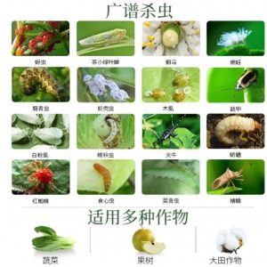 高效氯氰菊酯杀什么虫？防治哪些虫如何高效使用