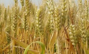小麦控旺常用的药剂有哪些，小麦控旺使用什么药比较好