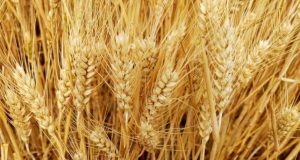 河北今年小麦收购价，了解小麦价格变动做出更好决策