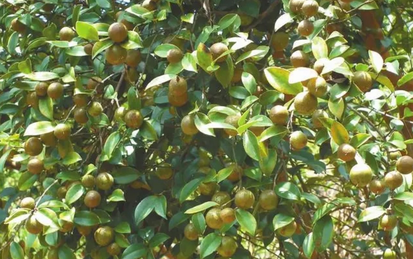 油茶树苗多少钱一棵，种植一亩油茶收益多少钱?