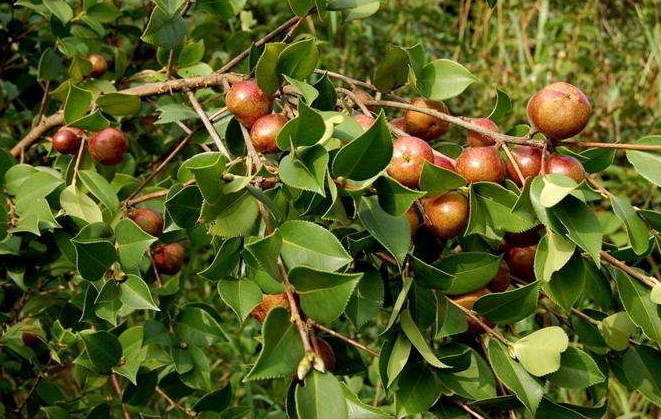 油茶树苗多少钱一棵，种植一亩油茶收益多少钱?