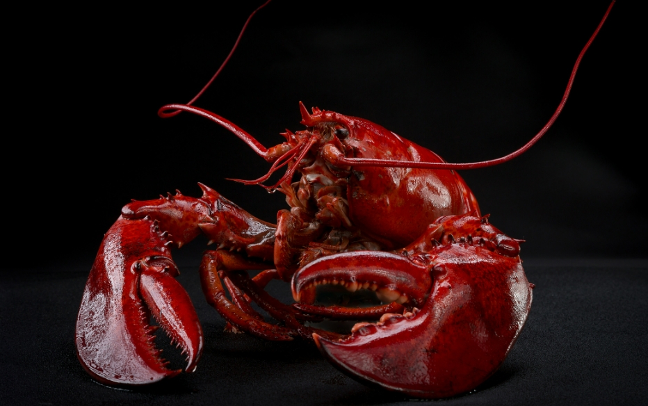 龙虾批发价格多少一斤，营养分析吃龙虾有什么好处