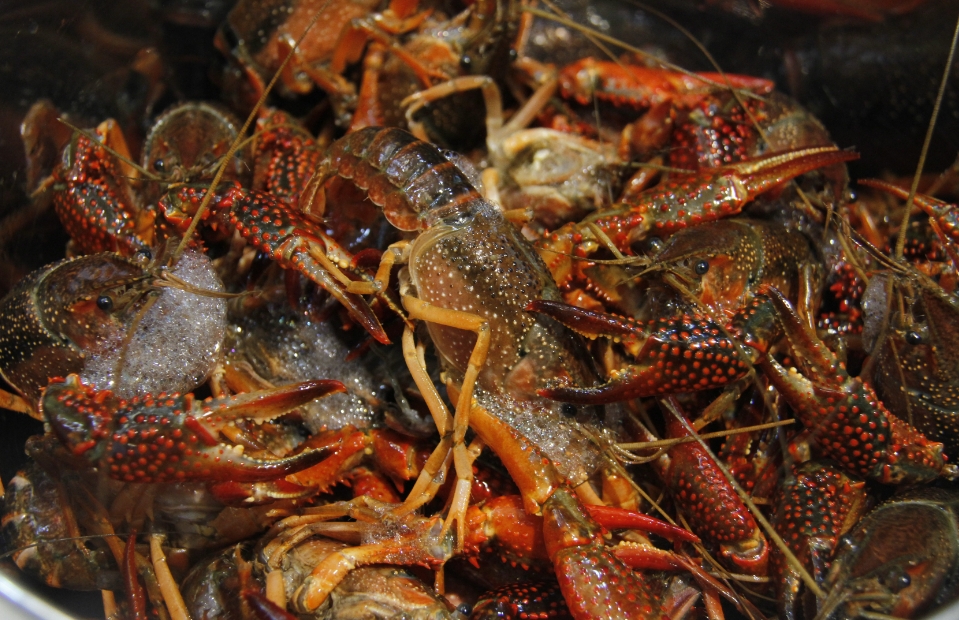 龙虾批发价格多少一斤，营养分析吃龙虾有什么好处