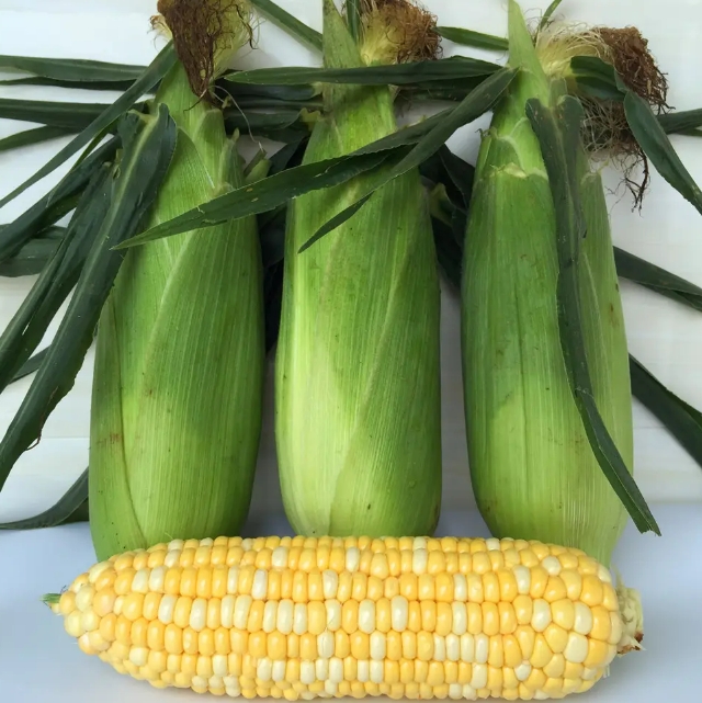 2023年玉米能涨到多少钱一斤呢，和小编一起来看看