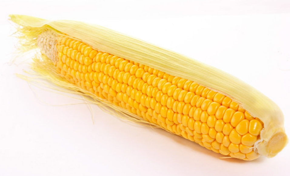 2023年玉米能涨到多少钱一斤呢，和小编一起来看看