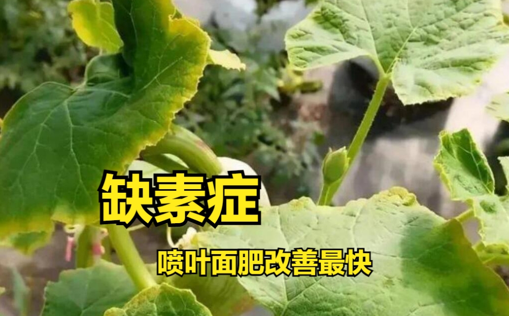 叶面肥的正确使用方法，达到最佳浓度收到事半功倍效果