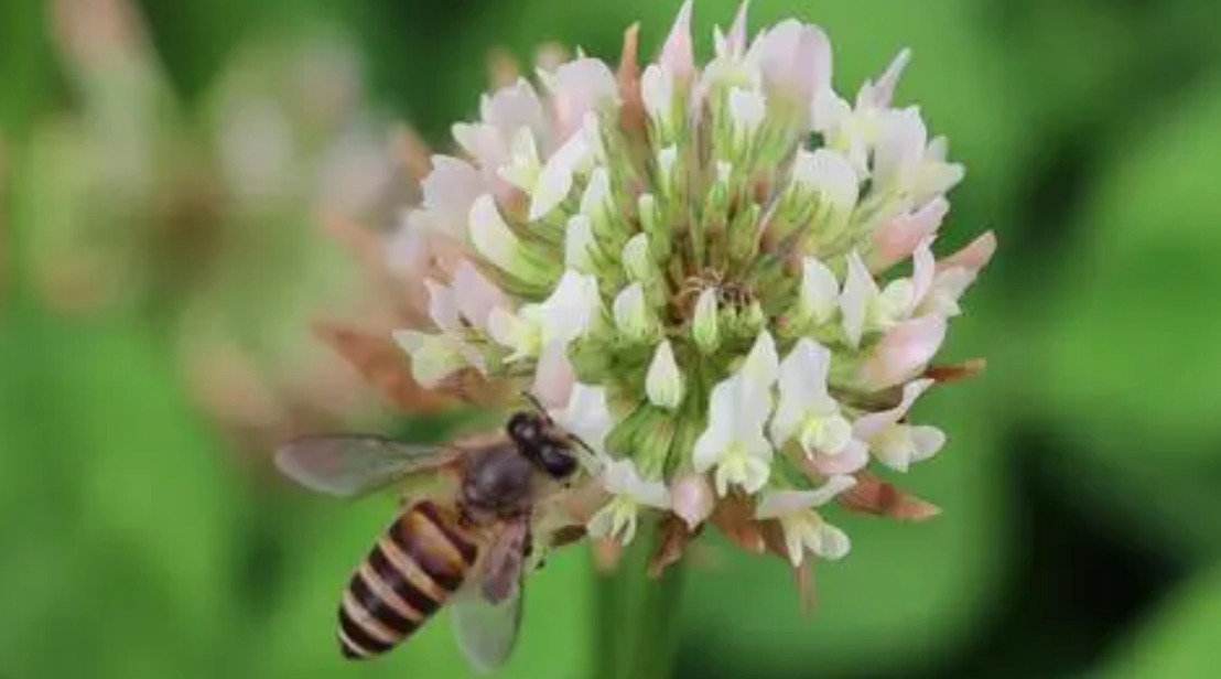 正宗的花粉多少钱一斤，怎么鉴别花粉如何采集加工松花粉