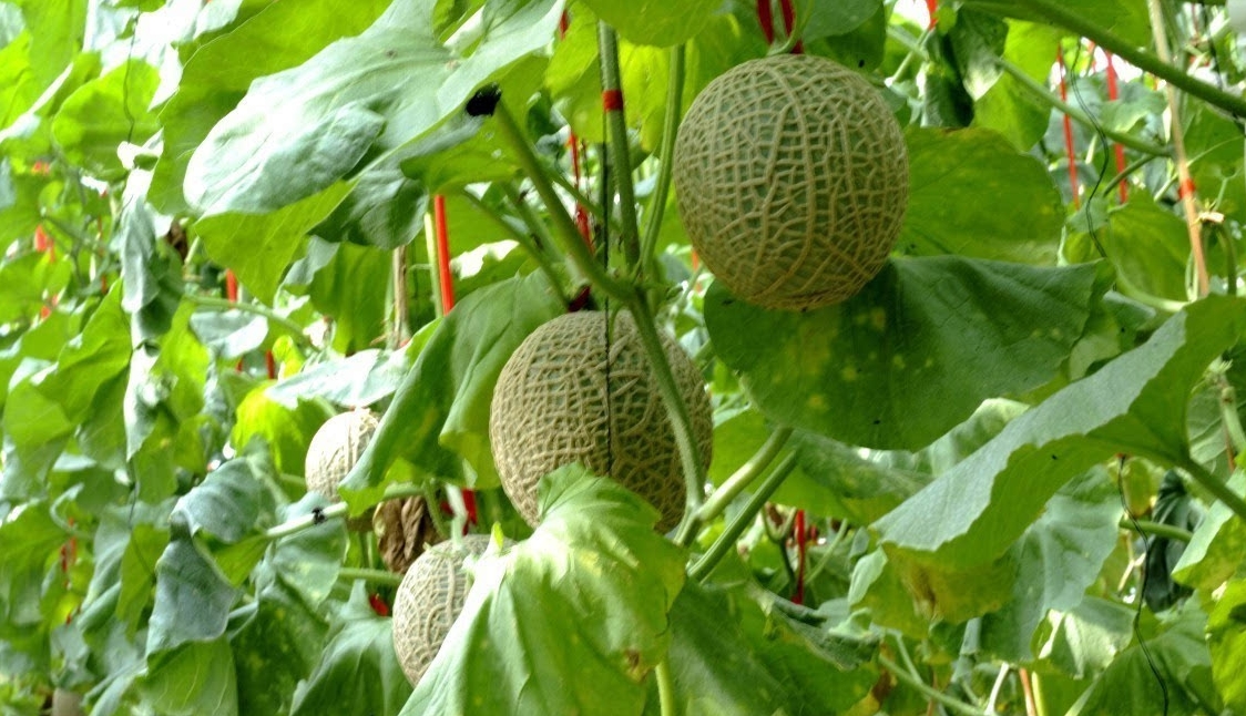 哈密瓜种植技术全程，种植技术与哈密瓜的管理方法