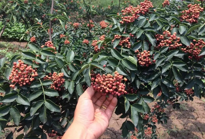 花椒多少钱一斤，花椒与麻椒有哪些区别分布哪里