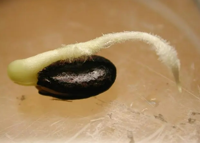 西瓜最简单催芽方法，西瓜催芽育苗移栽的好处