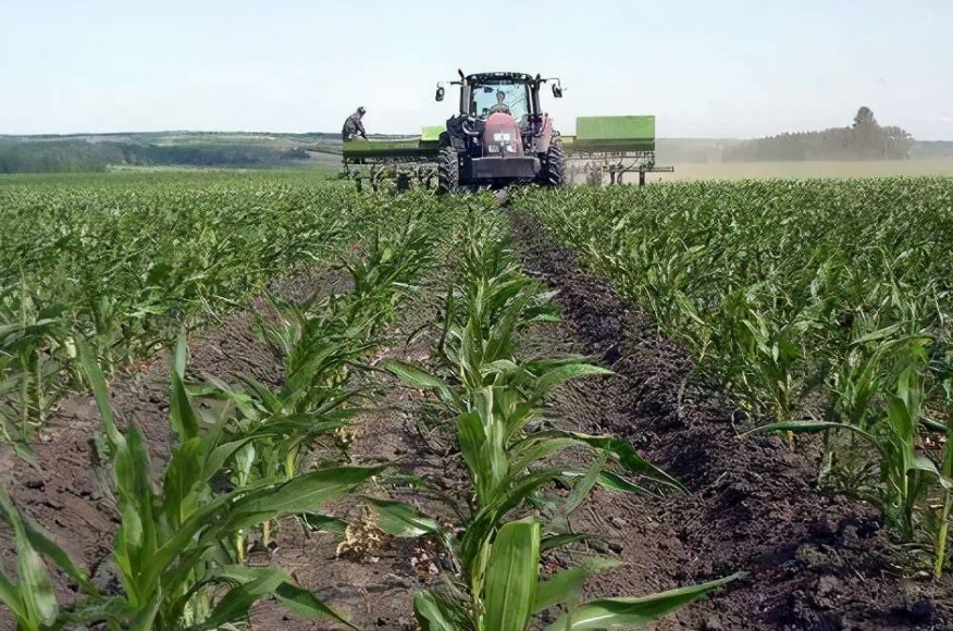 玉米施肥技术方案，利用玉米施肥规律提高经济效益