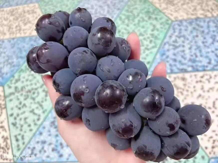 巨峰葡萄和夏黑葡萄哪个好吃，关于葡萄的很多小常识