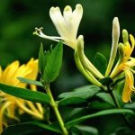 金银花的种植和管理方法
