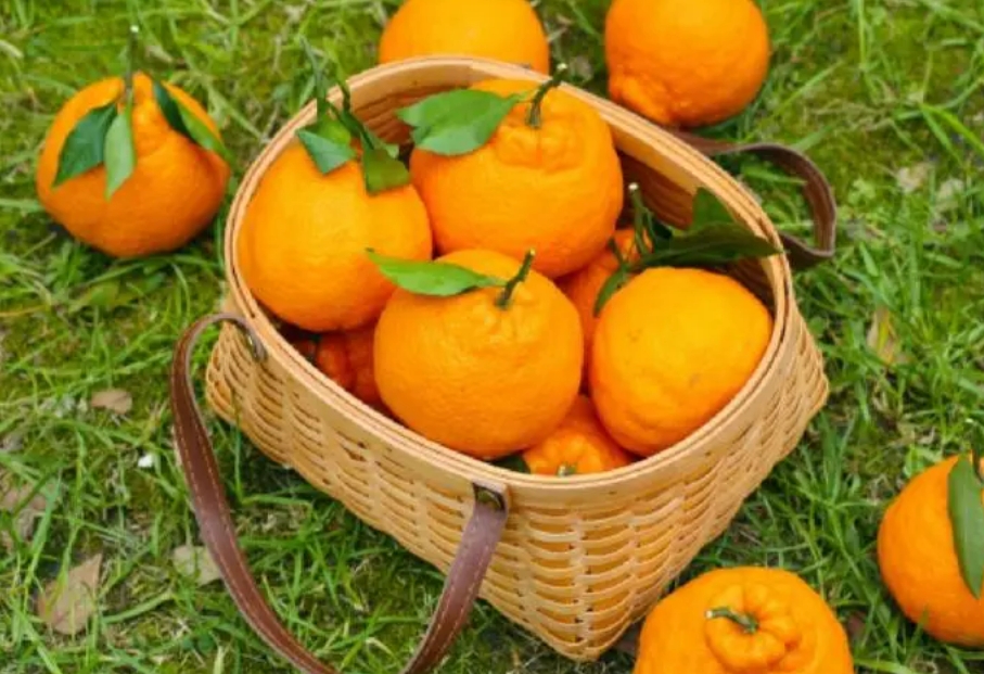 丑橘价格多少钱一斤，如何挑选耙耙柑和丑橘
