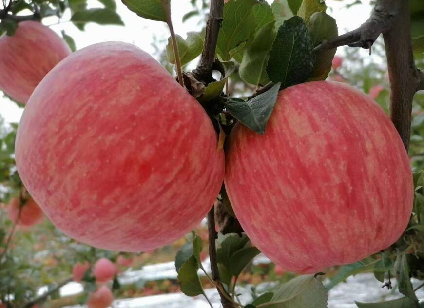 苹果一年四季都有吗