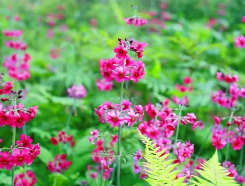 车厘子开花是什么样的，探究一下车厘子的花期之谜