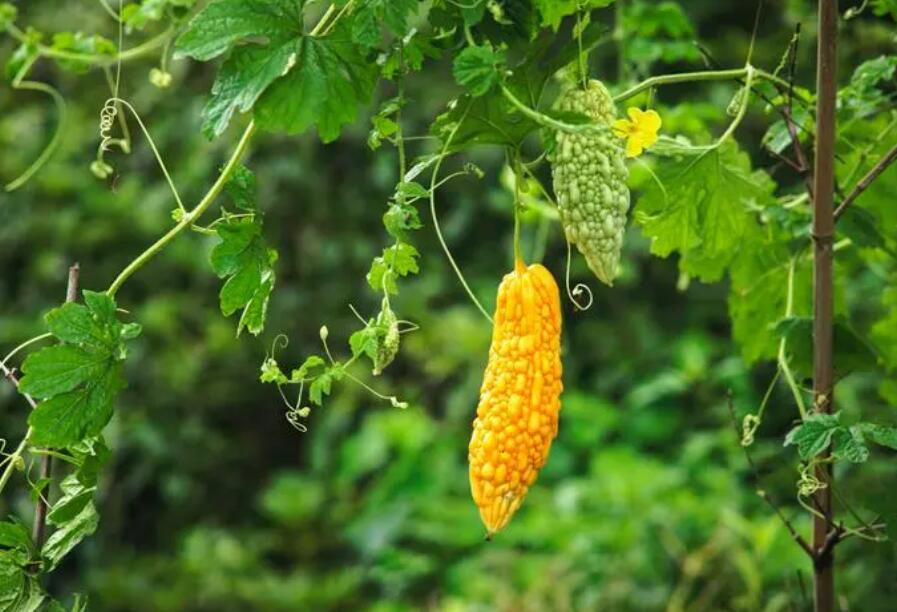 苦瓜周围不能种什么，和什么植物不能搭配种植