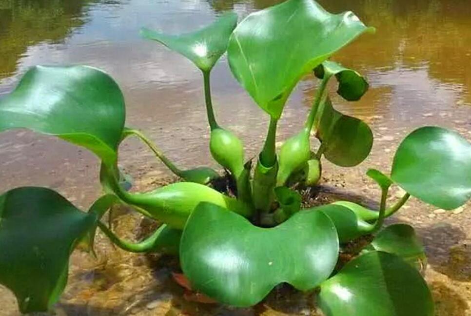 水葫芦怎么种植，学会3点水葫芦很快就能爆盆