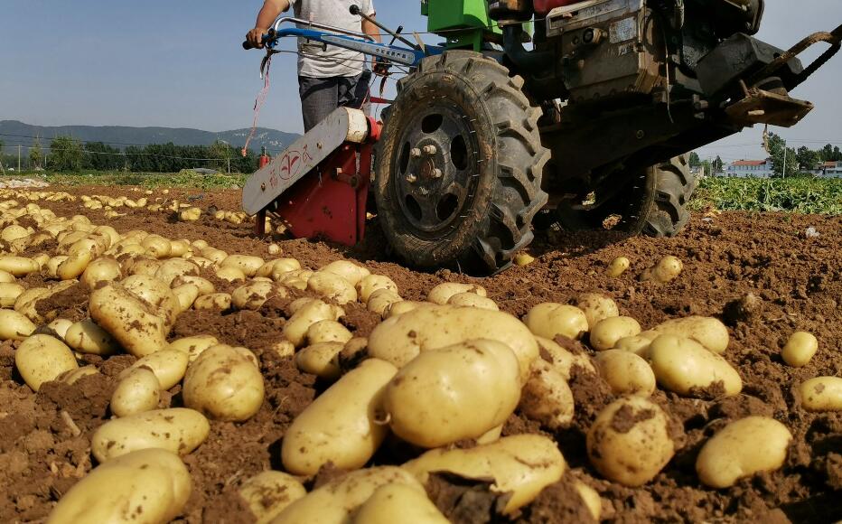 土豆种植时间和方法是什么，土豆对人体有哪些功效营养