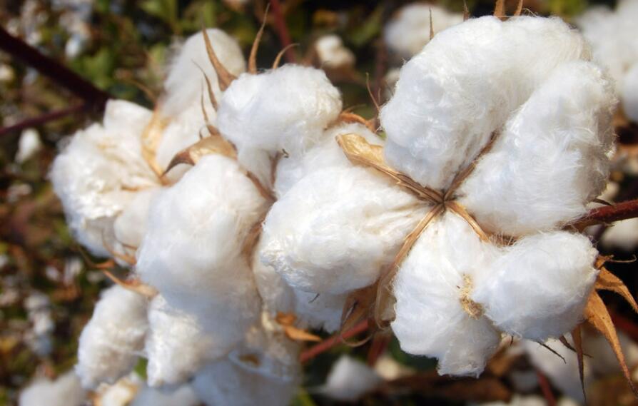 福海县的棉花多少钱一斤，整体利润空间也不如往年