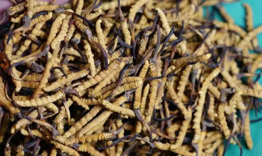 西藏冬虫夏草多少一克，选购珍贵的滋补品注意几点