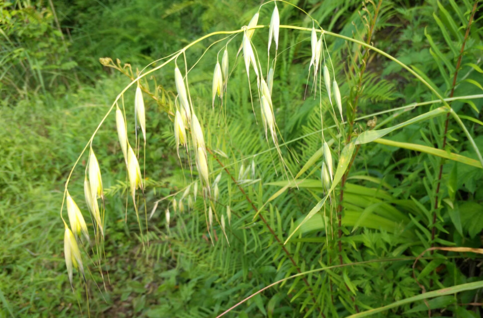 血钻野燕麦多少钱一盒，那些人不宜使用