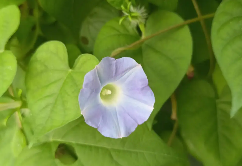 喇叭花什么时候开什么时候种植好