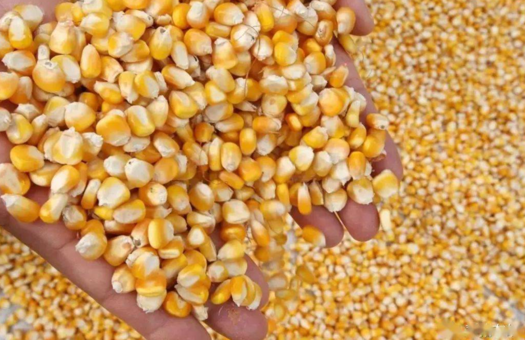 玉米价格多少钱一斤，如何管理种植玉米才能高产