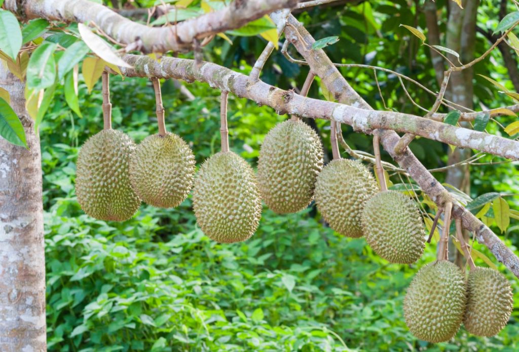 大豆价格多少钱一斤，怎么种植大豆可以高产