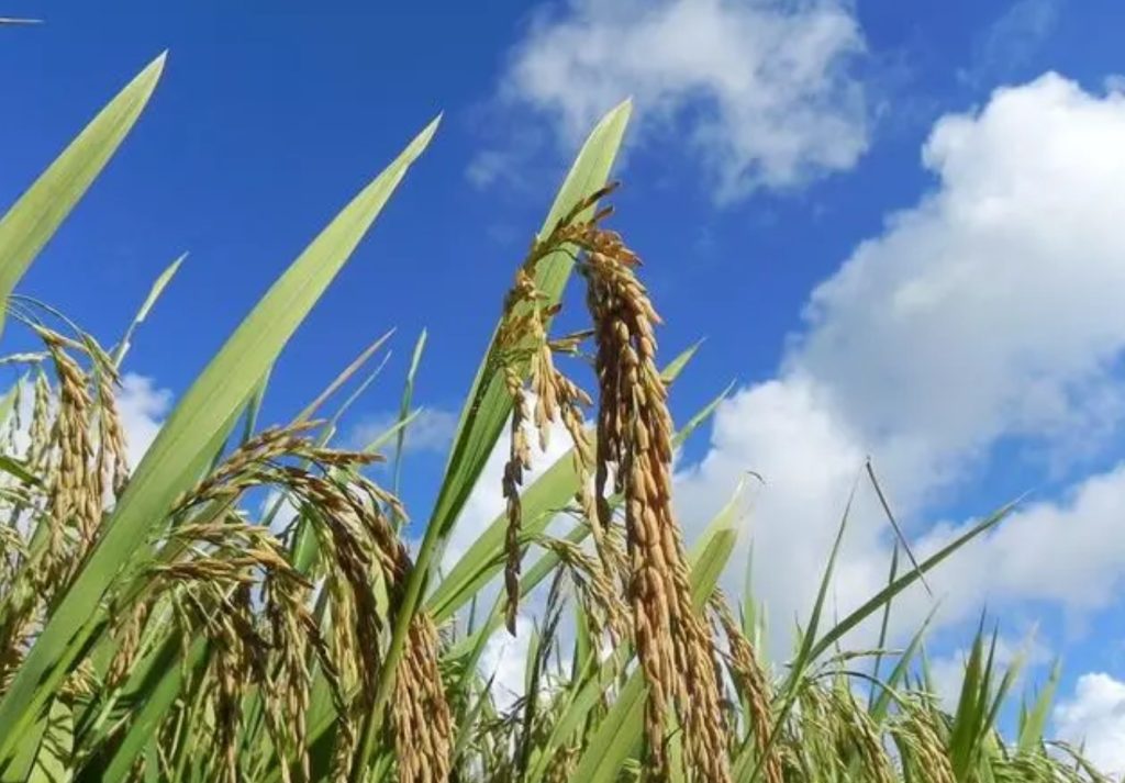 最近稻谷价格多少钱一斤，哪些稻谷品种种植能高产