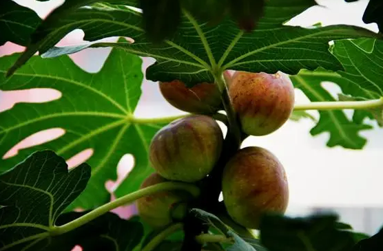 无花果种植间距是多少，市场无花果多少钱一斤