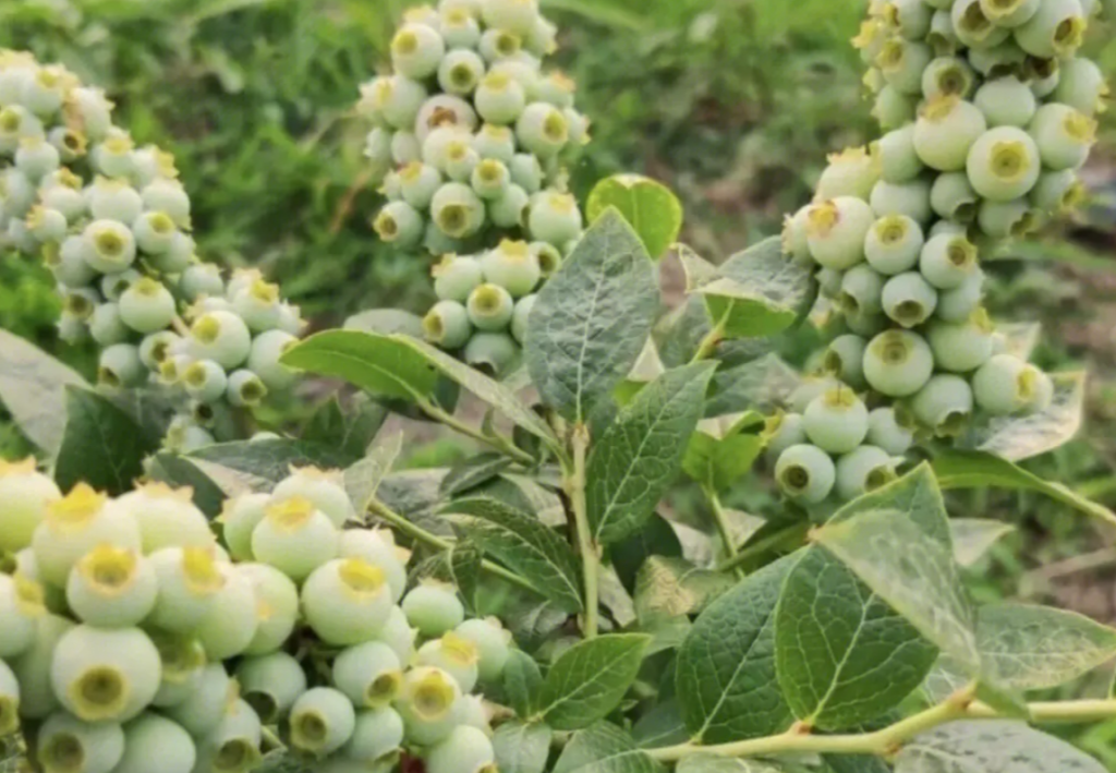 蓝莓树苗多少钱一棵，种植需要哪些条件与生长习性