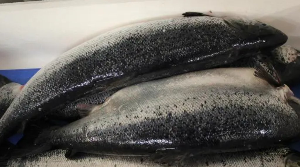 三文鱼多少钱，新疆三文鱼是什么品种与营养价值？