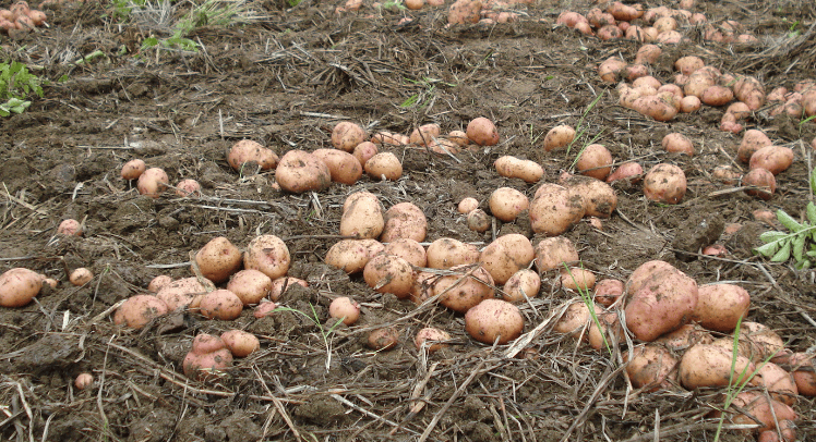 马铃薯的种植技术行距是多少，田间管理复杂吗