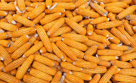 干玉米多少钱一斤，2月最新玉米价格行情怎么样