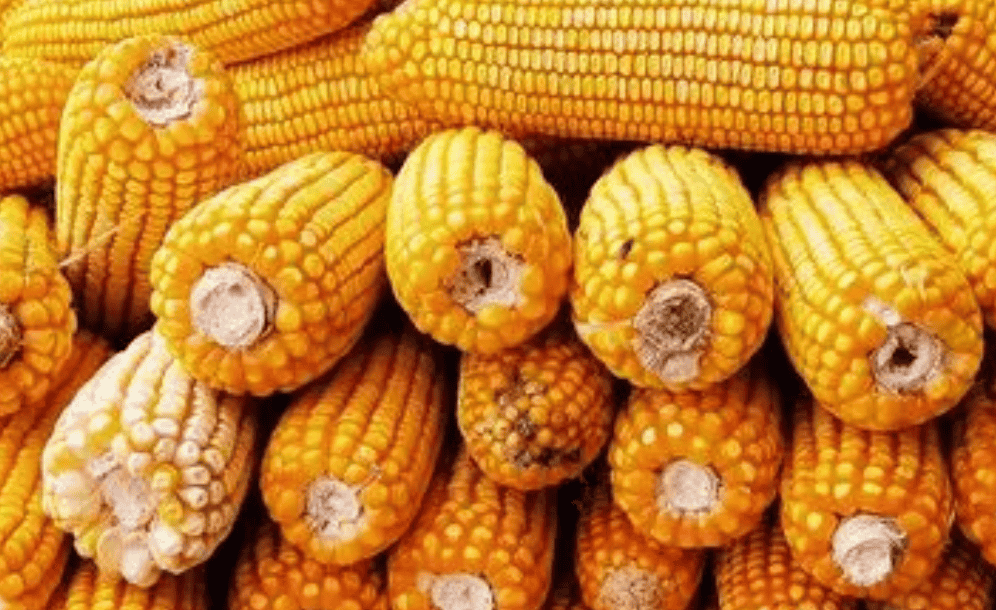 2024年玉米市场价格多少钱一斤，为何玉米价格持续下跌