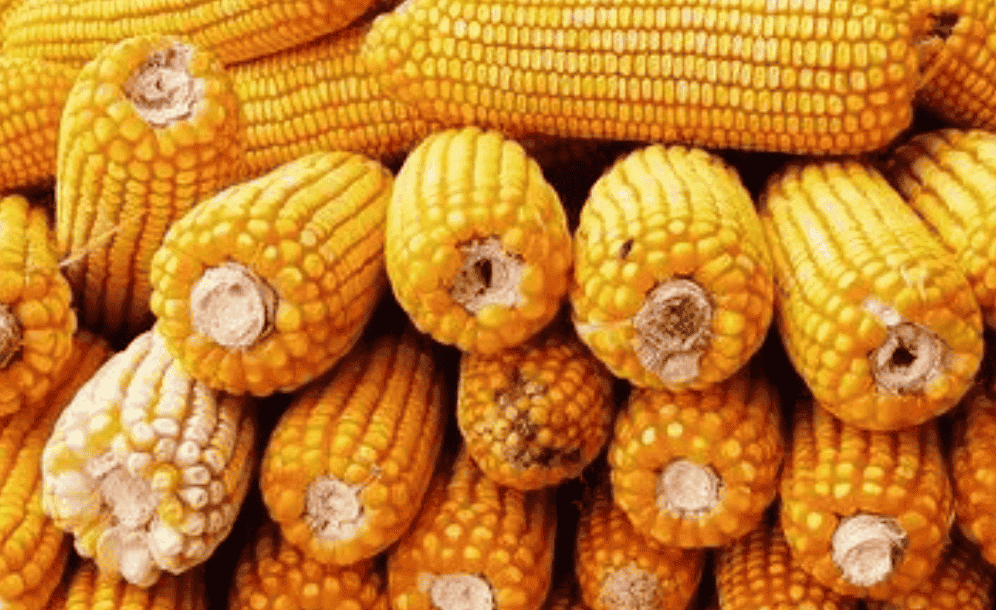 今日玉米价格多少钱一斤，年后再次进入稳中向好周期