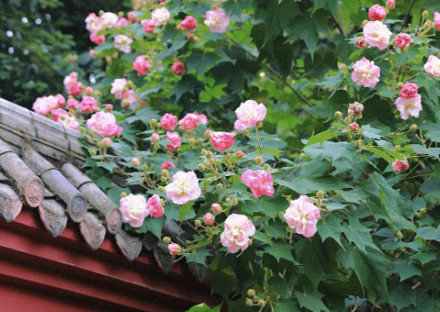 芙蓉花怎样栽培和繁殖，芙蓉花多少钱一盆