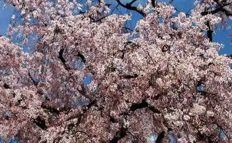 樱花的介绍以及特点，樱花树价格多少钱