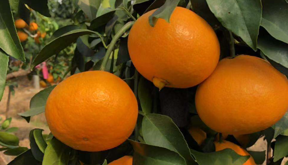 红美人柑橘价格多少钱一斤，红美人有哪些营养价值与功效