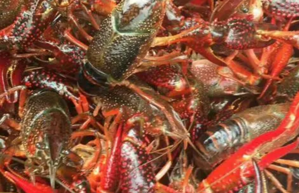 湖北虾苗多少钱一斤，提高小龙虾养殖虾苗成活率的方法