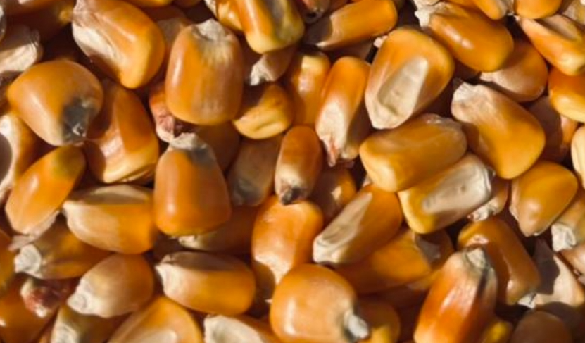 最新玉米一斤多少钱，后期玉米价格2024走势如何