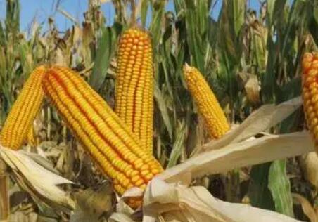 3月河北玉米价格批发多少钱一斤，春玉米种植播种方面