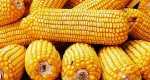 山西今日玉米价格多少钱一斤，年后玉米行情走势