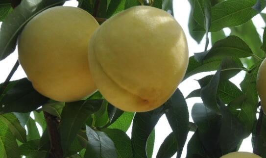 黄桃价格多少钱一斤是几月份的水果