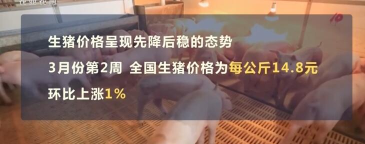 河北山东湖北生猪价格批发多少钱一斤，生猪价格上涨趋势