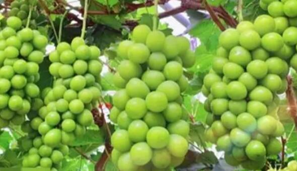 山西江苏山东阳光玫瑰葡萄一斤多少钱，适合哪里种植?