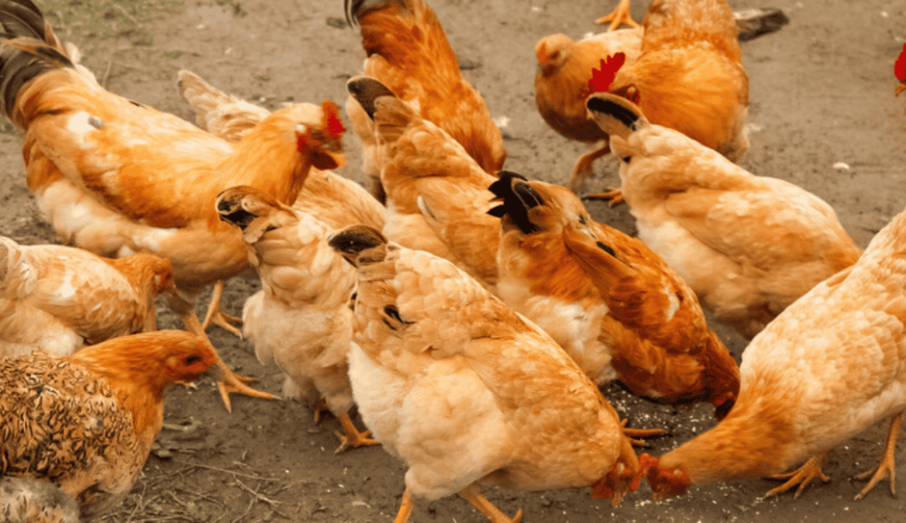 散养鸡2000只一年利润多少，养鸡利润高吗？